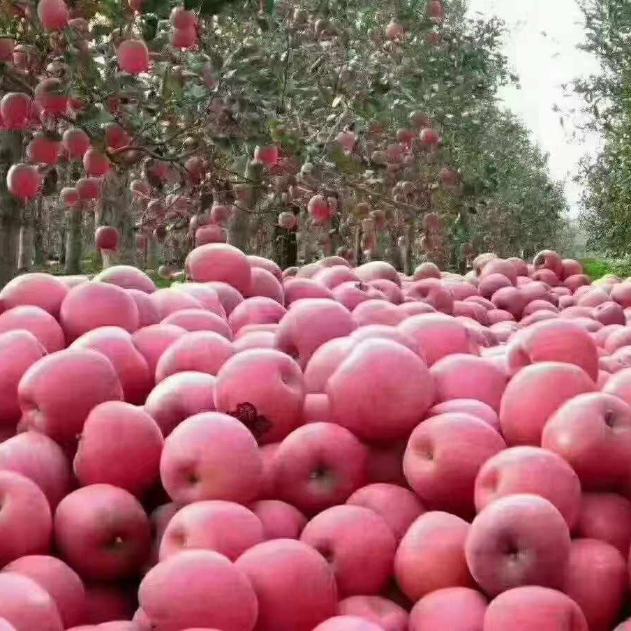 水果蔬菜 > 水果 > 苹果