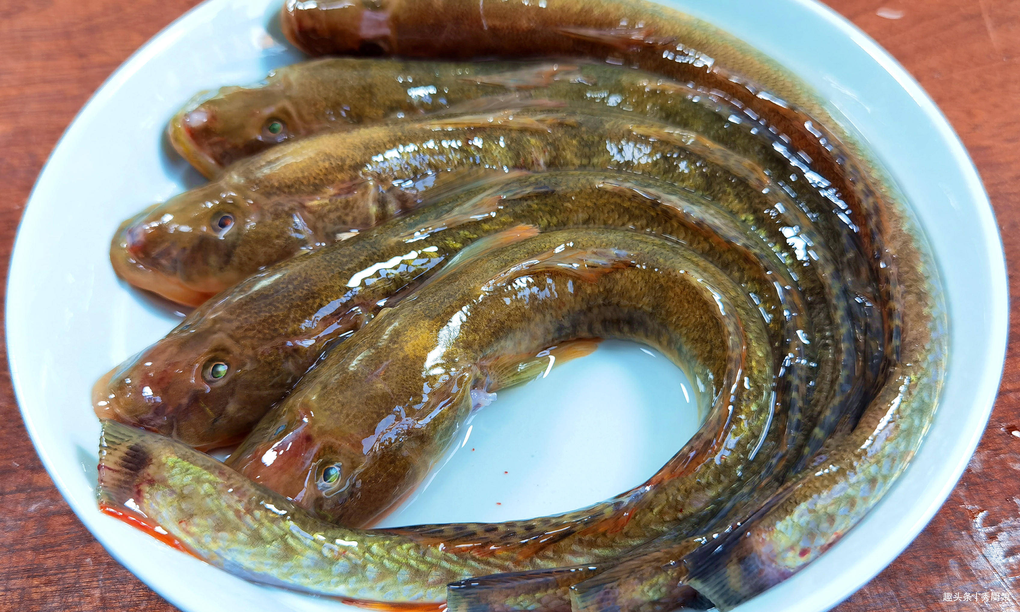 【白姐海鲜】海鲶鱼3斤