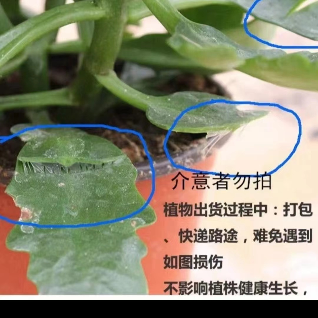 紫风铃：精品长寿带花苞发货（烂叶黄叶断个别花苞不售后，介意勿拍）