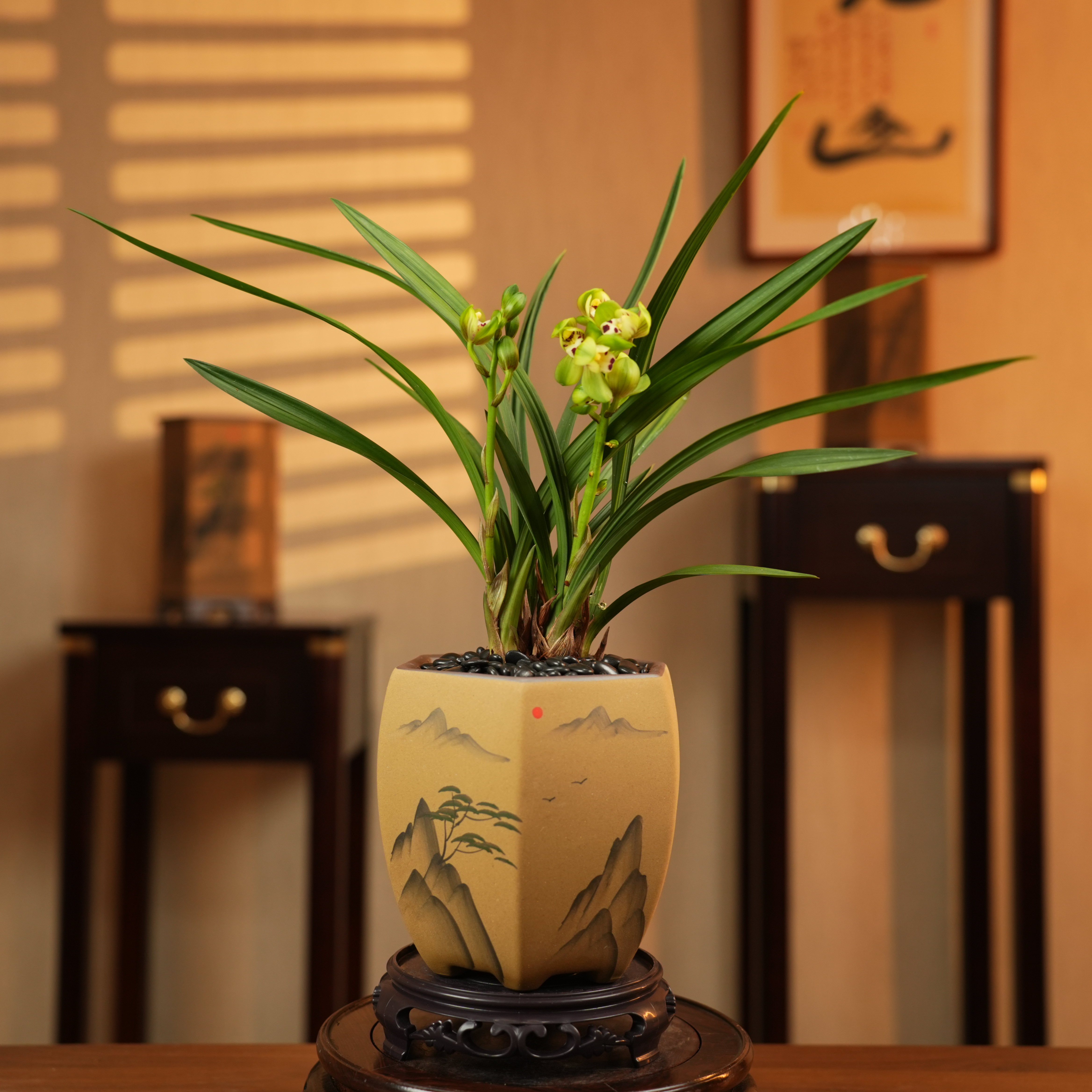 【老种一品荷鼎】精品高端建兰名品带花苞浓香耐热上等兰花室内客厅