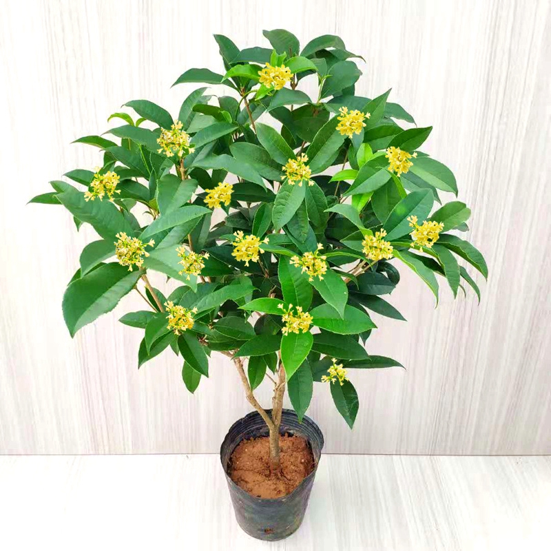 盆栽四季桂花树月月桂开花带香味阳台室内外好养易活庭院花卉绿植