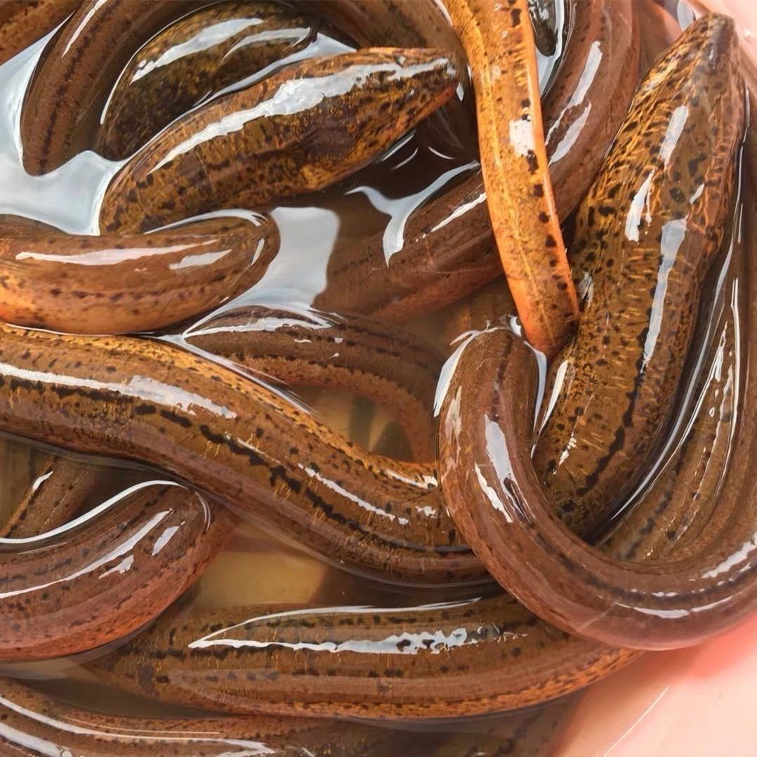 黄鳝  鳝鱼（默认宰杀去骨发货）