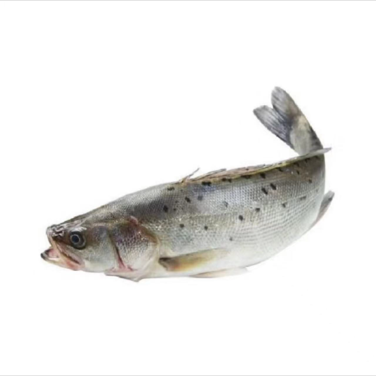 鲜活海鲈鱼 海水鱼（规格可选）