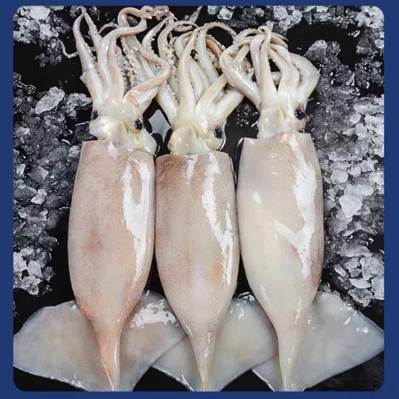 冰鲜大鱿鱼500g/2-3条