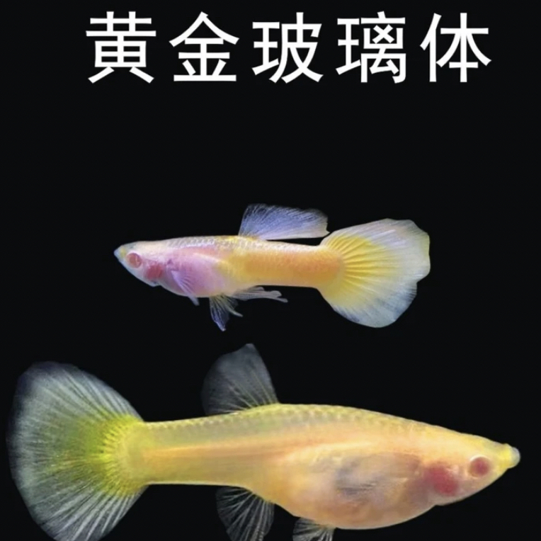特殊身形热带鱼孔雀鱼黄金玻璃透明体（入缸后不包损）