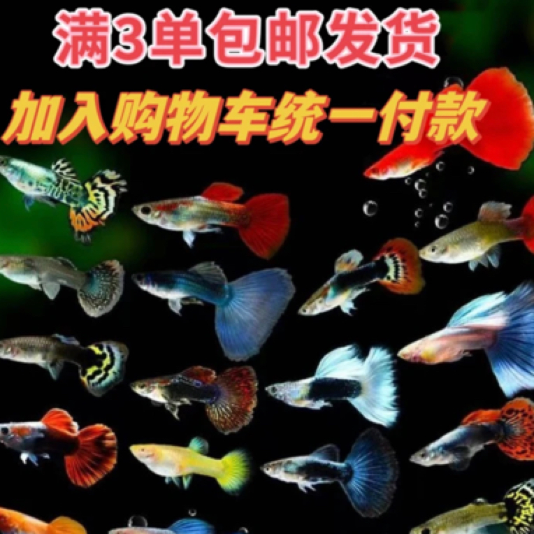 三单包邮不参与直播间送鱼活动自助选择孔雀鱼套餐（入缸后不包损）