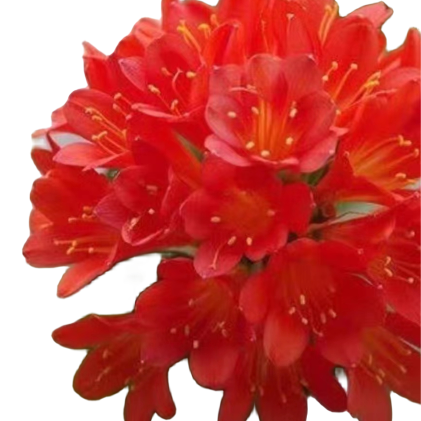 小静精品君子兰花四季常青吸甲醛净化空气