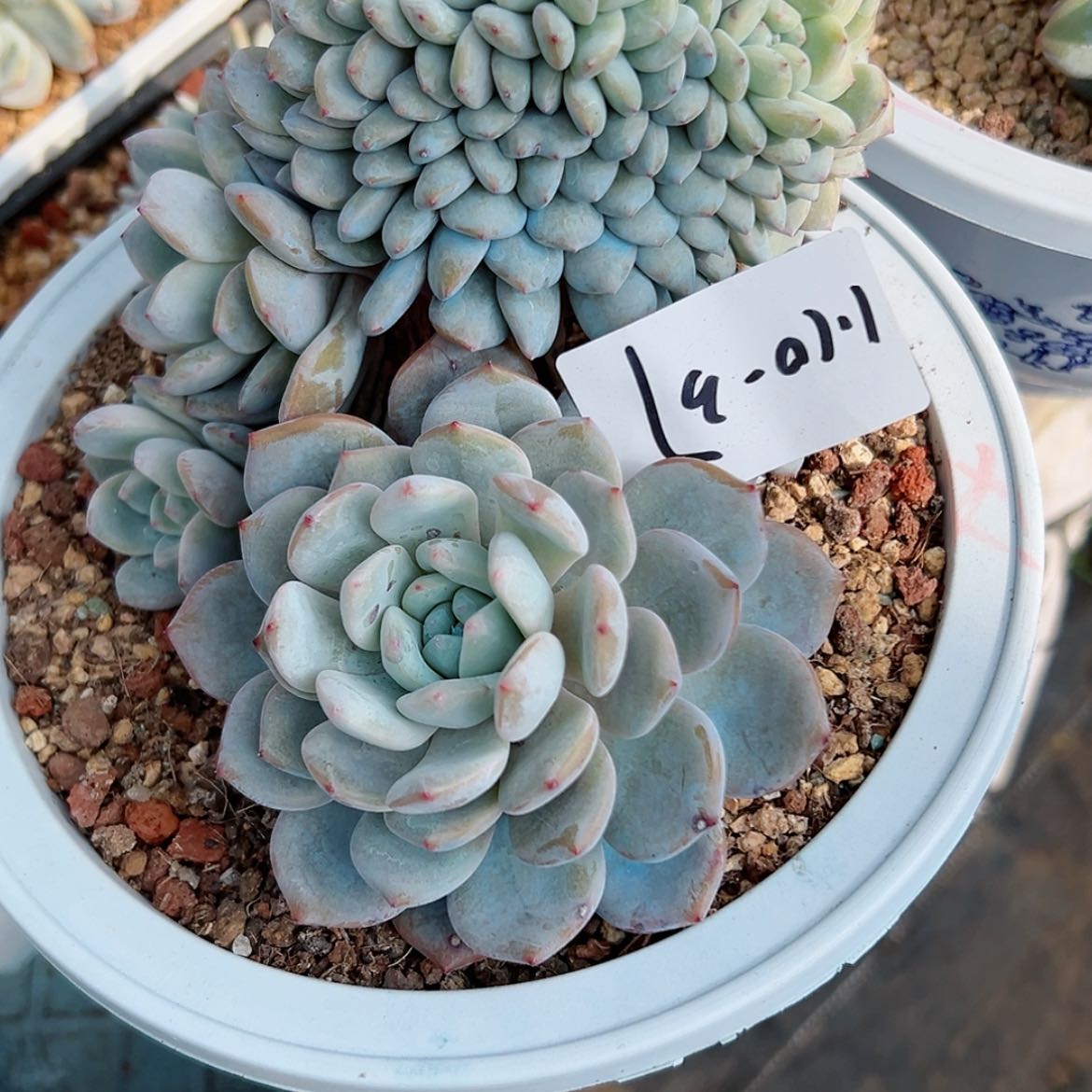 【闪购商品】J*110-37橙子朵朵缀