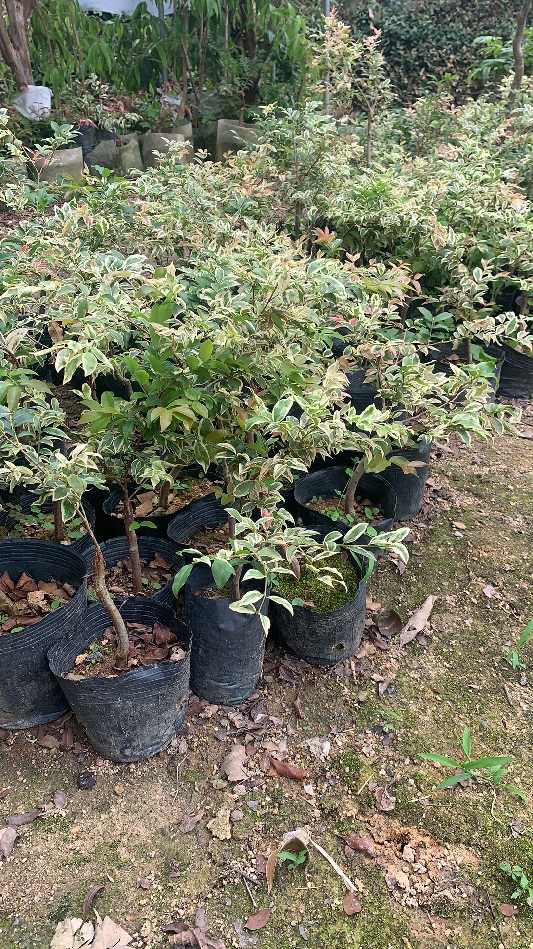 斑叶沙巴（主播推荐）