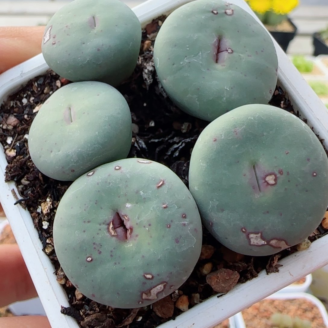 11.12甄选美肉一颗15号