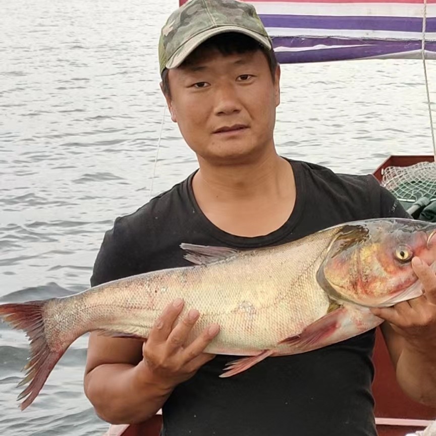 白鲢鱼3斤-10斤包邮，现捕现发