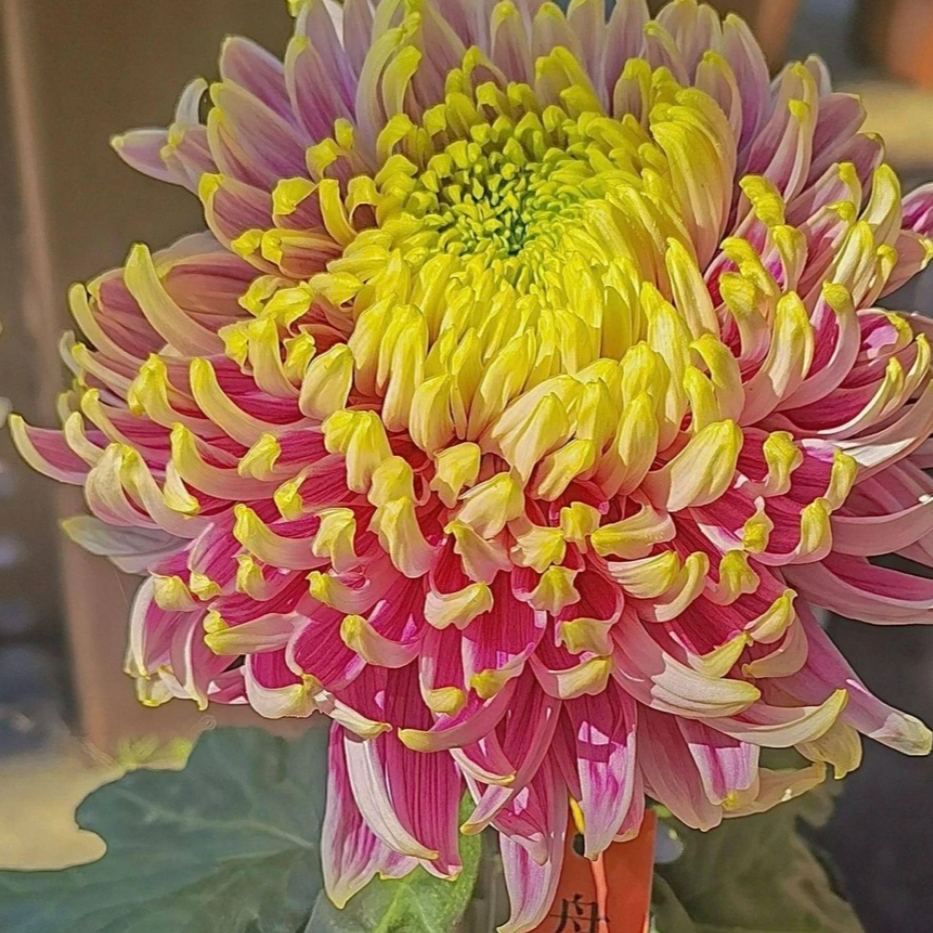 大花九月菊（盘龙木兰）大花球菊适合盆栽地栽