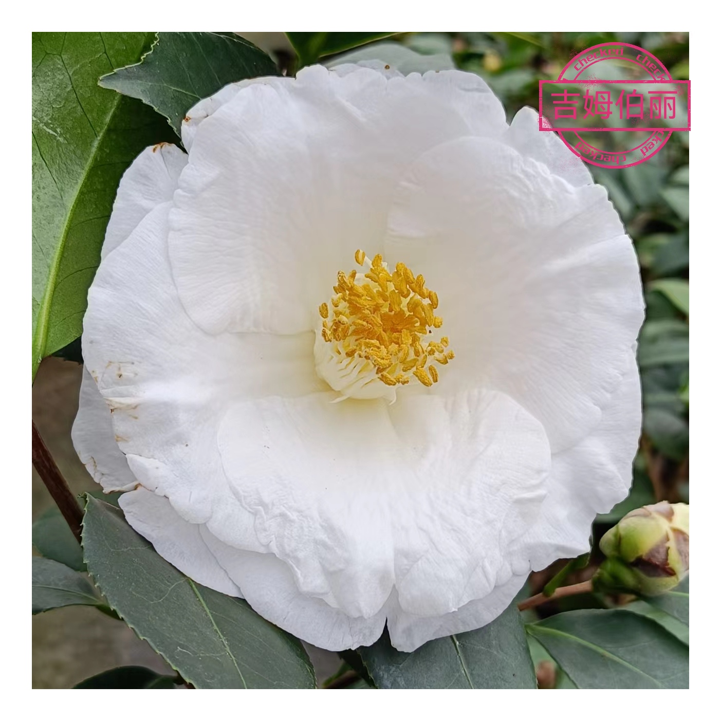 吉姆伯丽【云涛茶花】品种精选阳台花园庭院植物观赏花卉