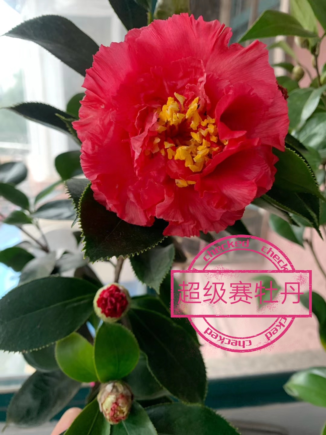 超赛【云涛茶花】品种精选阳台花园庭院植物观赏花卉