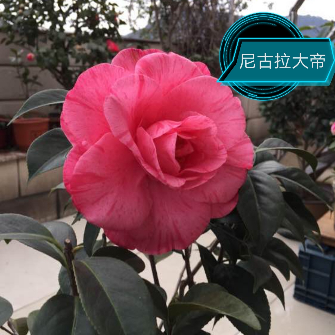 尼柯尔~尼古拉大帝【云涛茶花】品种精选阳台花园庭院植物观赏花卉