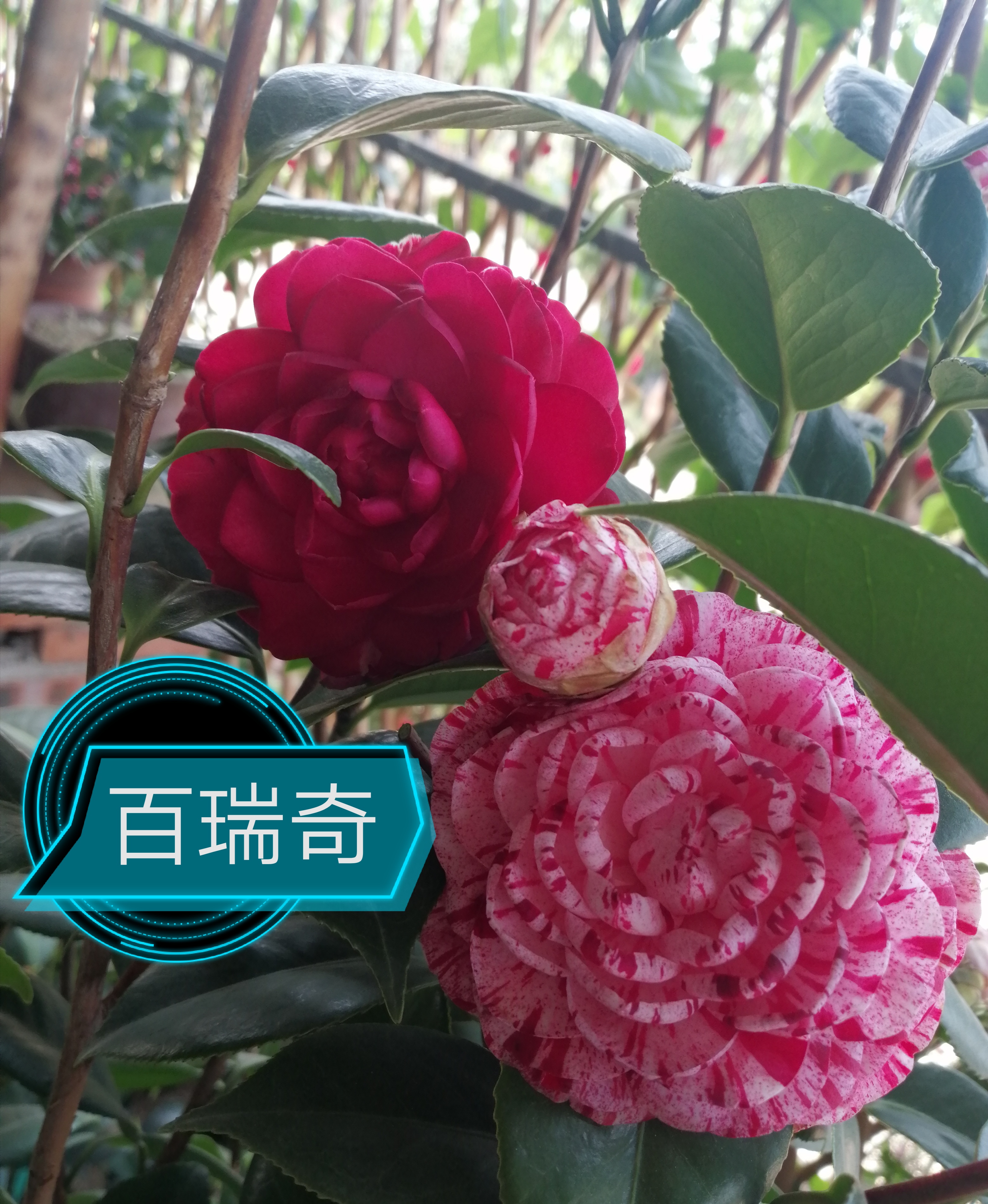 【百瑞奇~云涛茶花】品种茶花精选品种苗阳台花园庭院植物观赏花卉