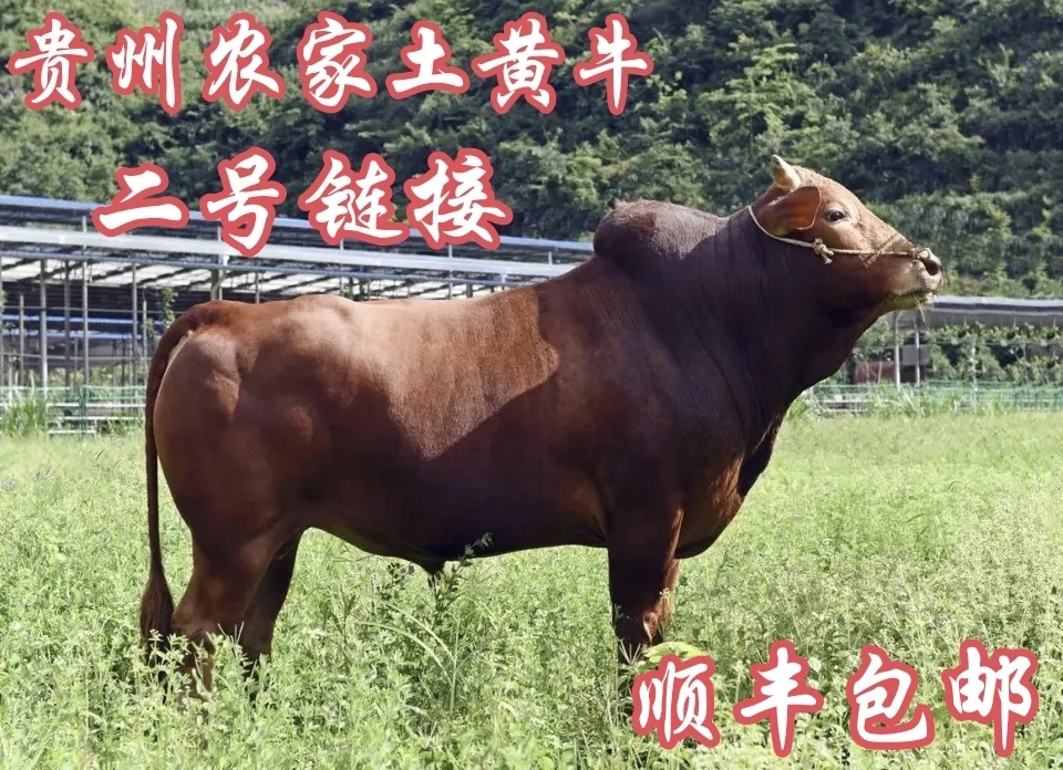 贵州农家土黄牛直播间现切现称，2号改价链接！