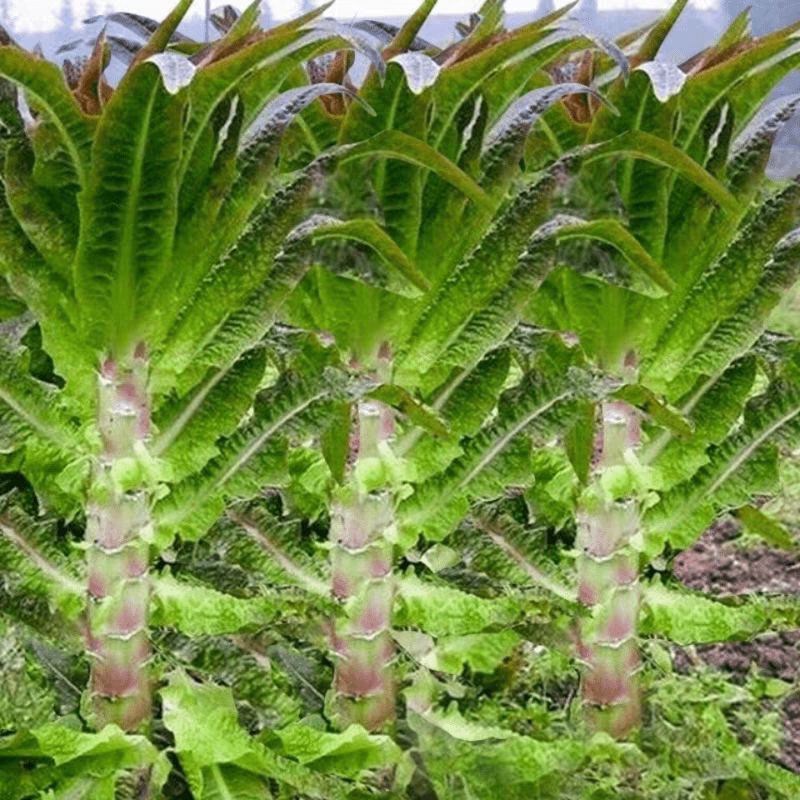 四季尖叶红皮莴笋种子高产红皮绿肉莴苣种子春秋冬播农家蔬菜种子商品图