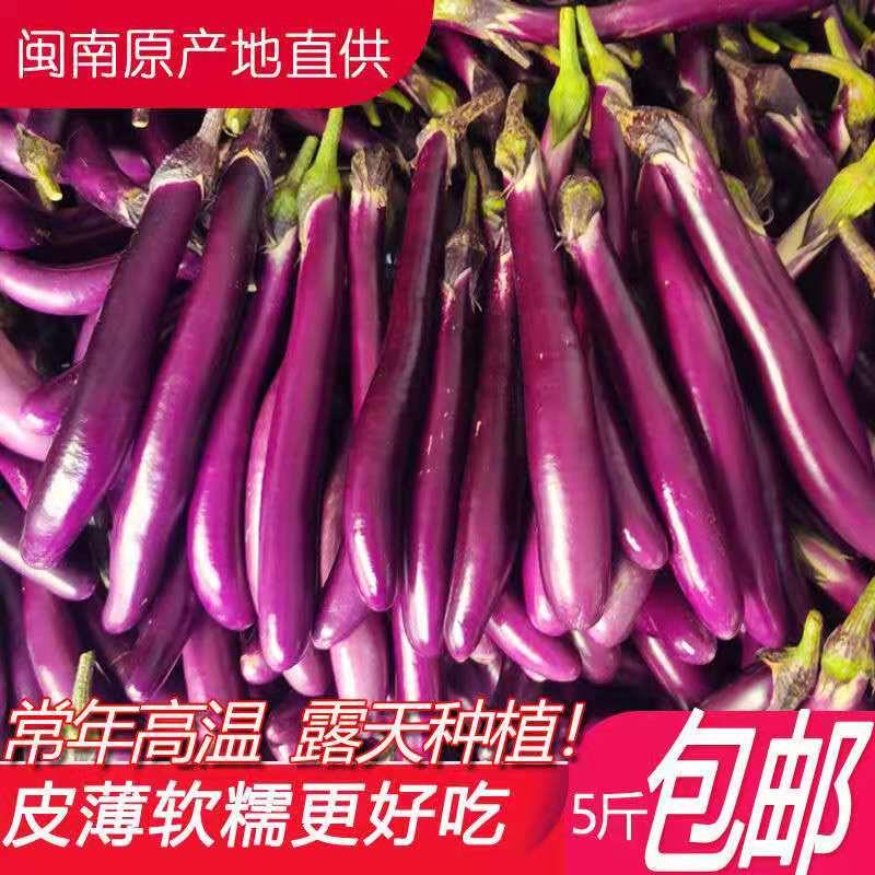 新鲜茄子 线茄子细长小茄子福建农家现摘茄瓜绿色天然蔬菜1-5斤