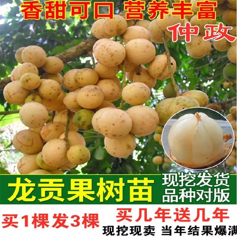 嫁接龙宫果苗泰国龙贡果树苗盆栽地栽果树苗南北方种植当年结果
