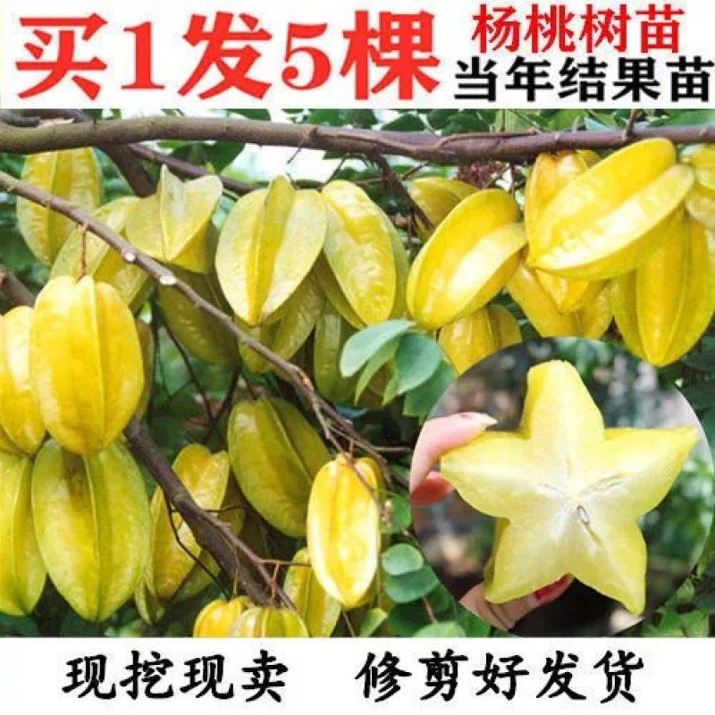 杨桃树苗四季甜红杨桃水果树苗嫁接南方北方种植盆栽地栽当年结果