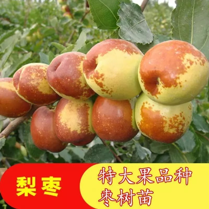 大梨枣树苗嫁接梨枣苗盆栽地栽庭院南方北方种植枣树果苗当年结果