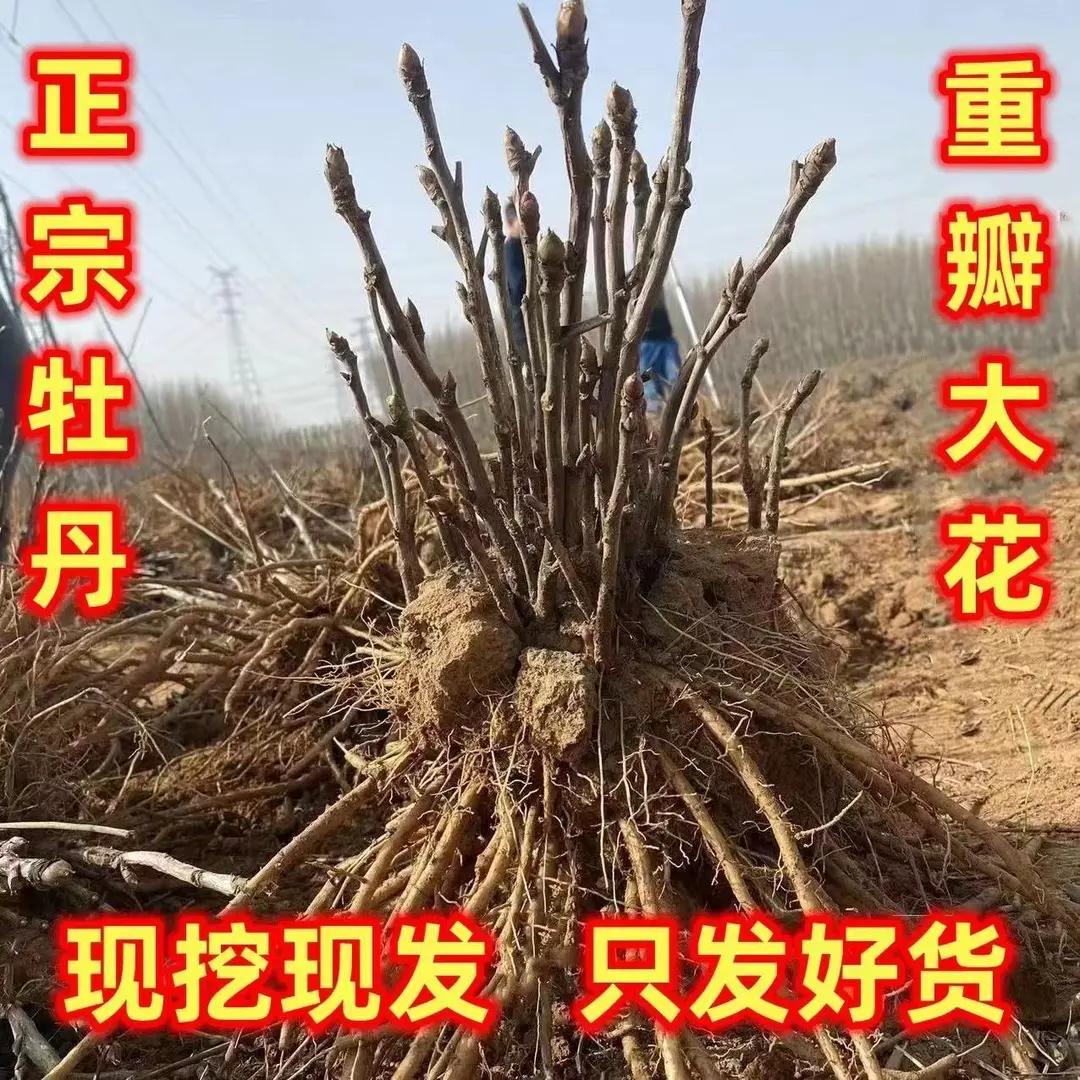 正宗牡丹花苗大花苗种花卉耐寒易活富贵花王洛阳重瓣牡丹带芽花苞