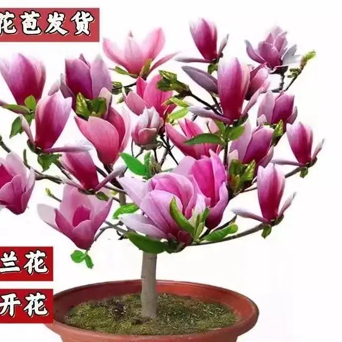 买一送一浓香玉兰花矮化盆栽地栽树苗耐寒四季开花花卉好养