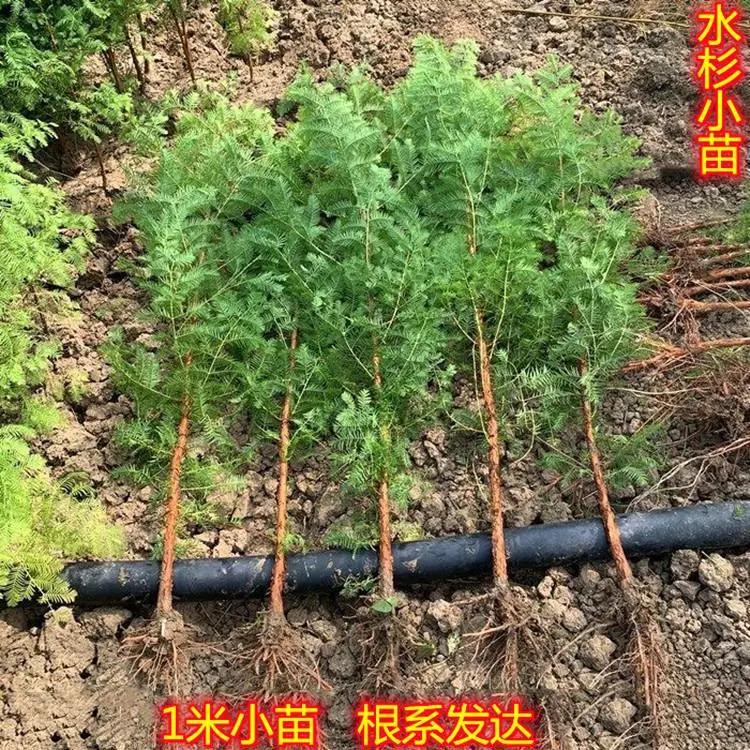 水杉树苗盆景盆栽室内绿植微型办公室植物红豆杉水杉小苗造型苗