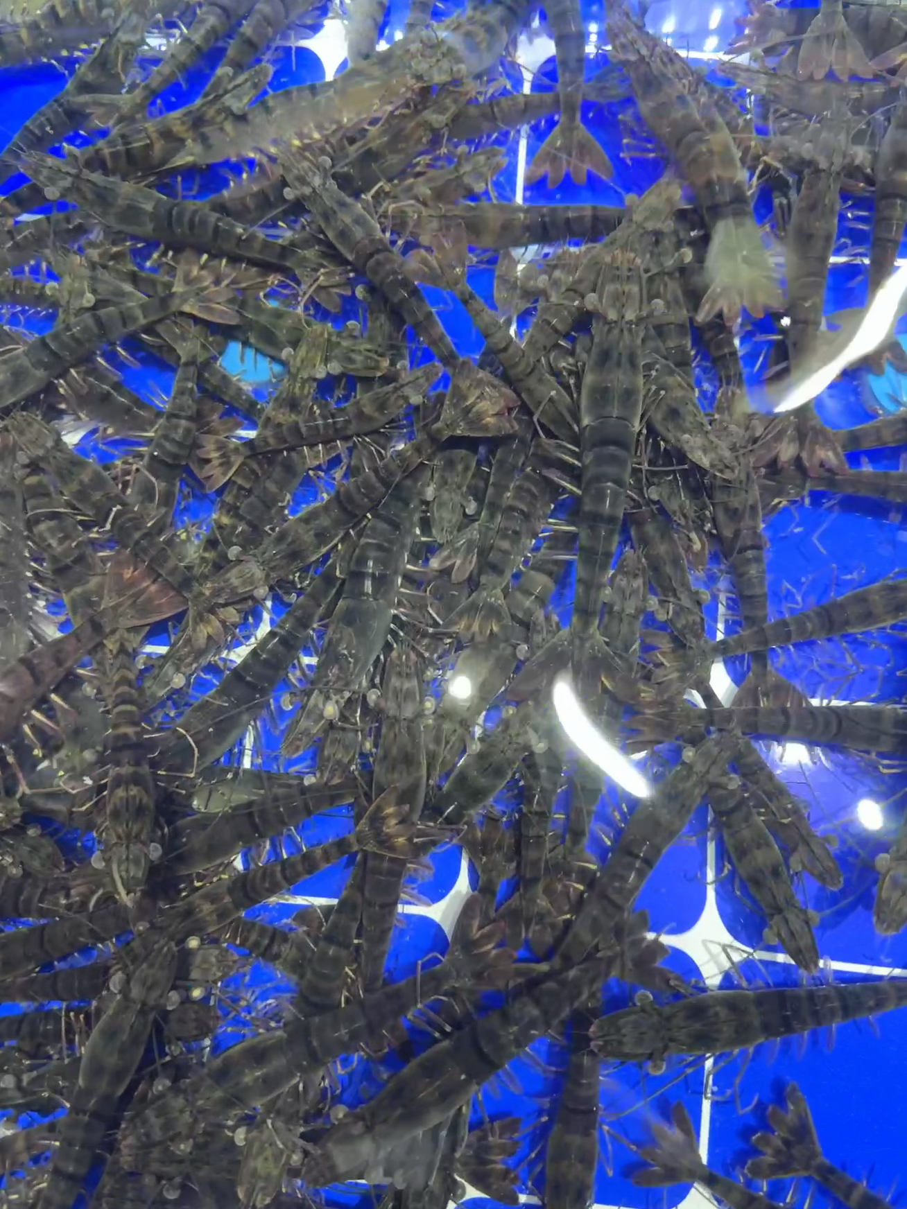 黑虎虾大个头到手500克