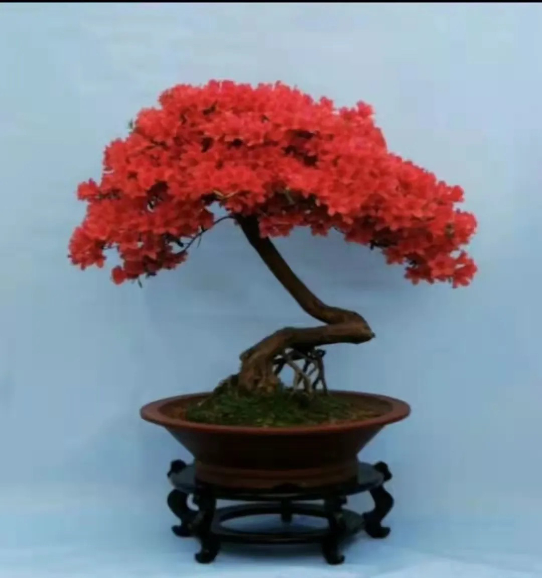 大别山先花后叶映山红盆景直播链接10-10000