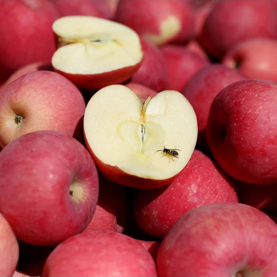 苹果好吃好吃真好吃