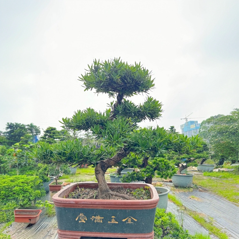 菊花芯罗汉松直播间一物一拍