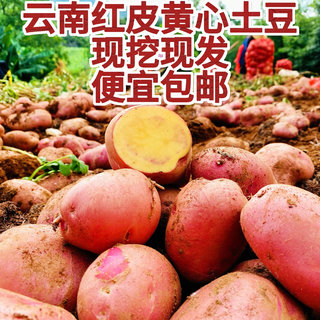 云南红皮土豆新土豆粉糯沙面黄心农家高山种植新鲜洋芋马铃薯
