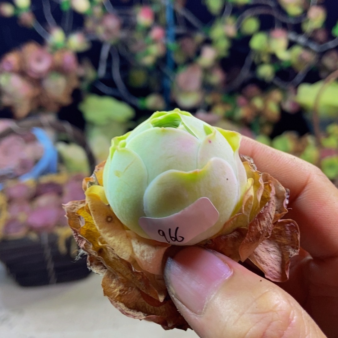 彩韵966多肉植物