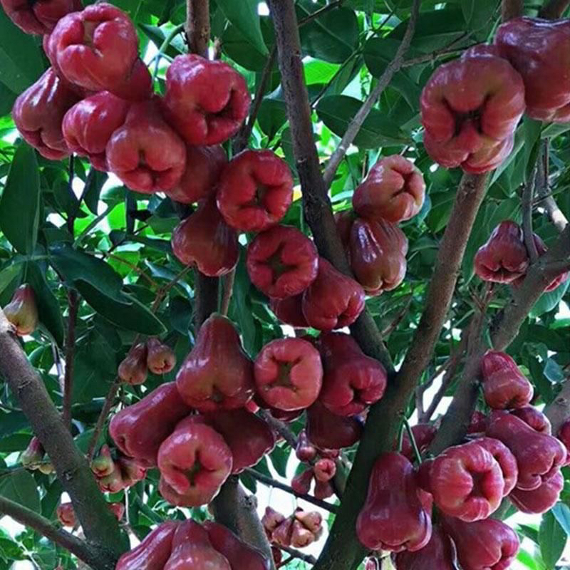 黑金刚莲雾苗黑糖芭比莲雾苗南北方种植庭院阳台盆栽当年结果