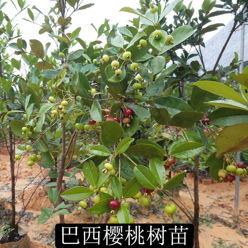 巴西樱桃果树苗 一年多季节结果 南北方都可以种的一款樱桃
