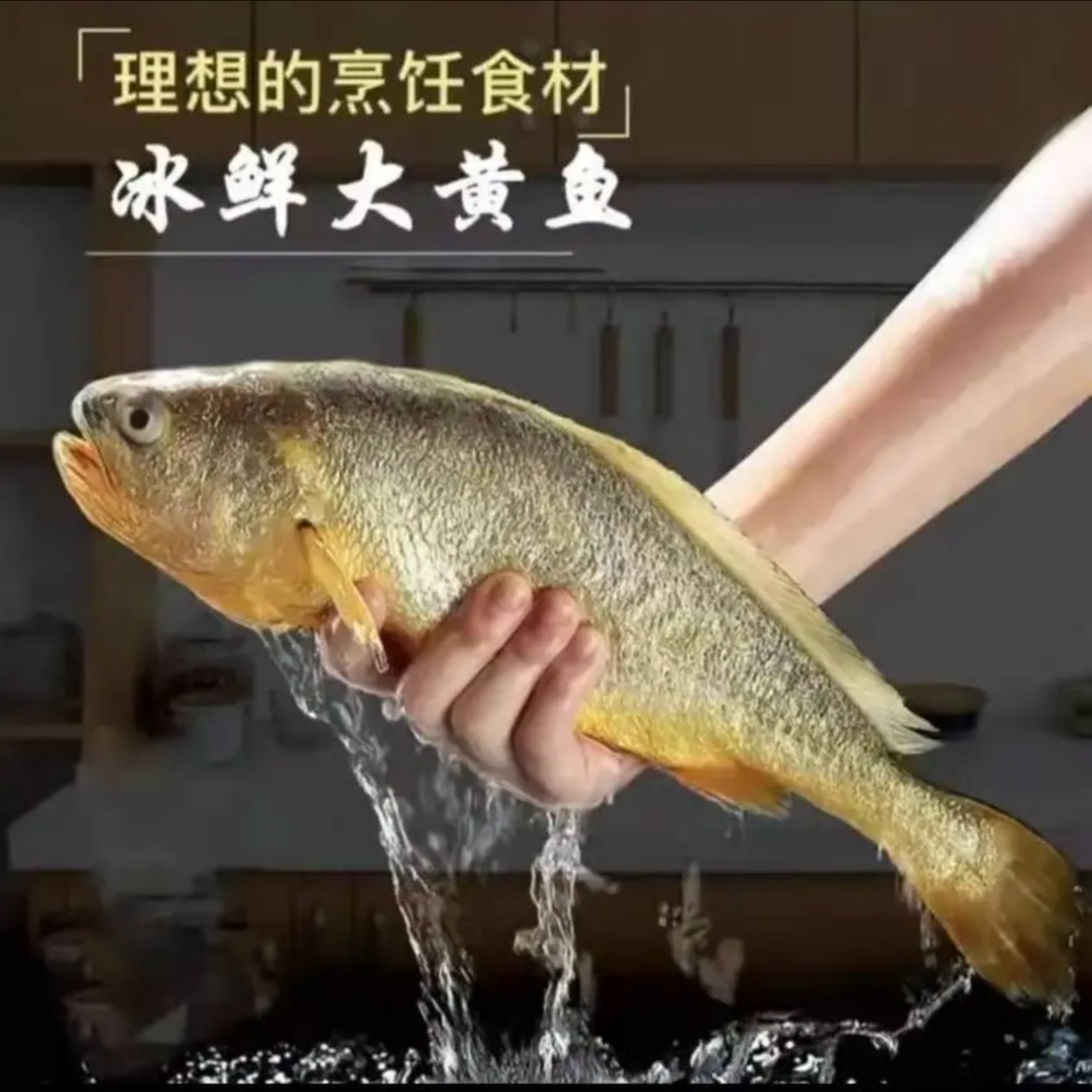 大连渤海湾大黄花鱼450-500g/条 4条新鲜冷冻大黄鱼