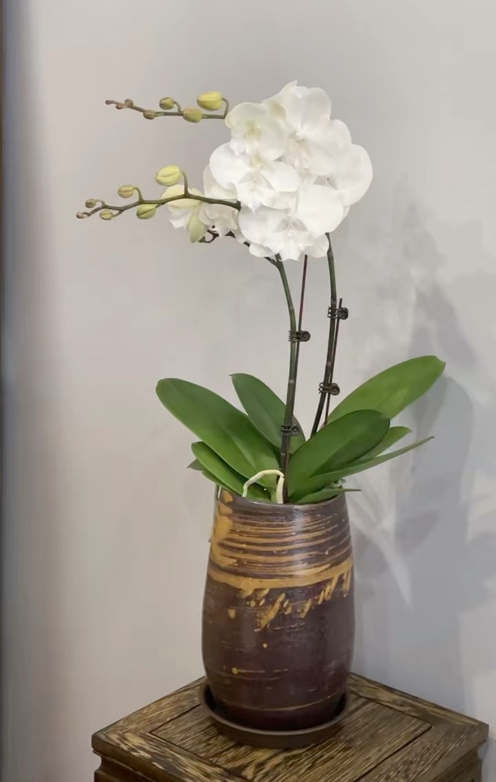 奢漫花田蝴蝶兰花卉，以直播间为准，一物一拍不退不换