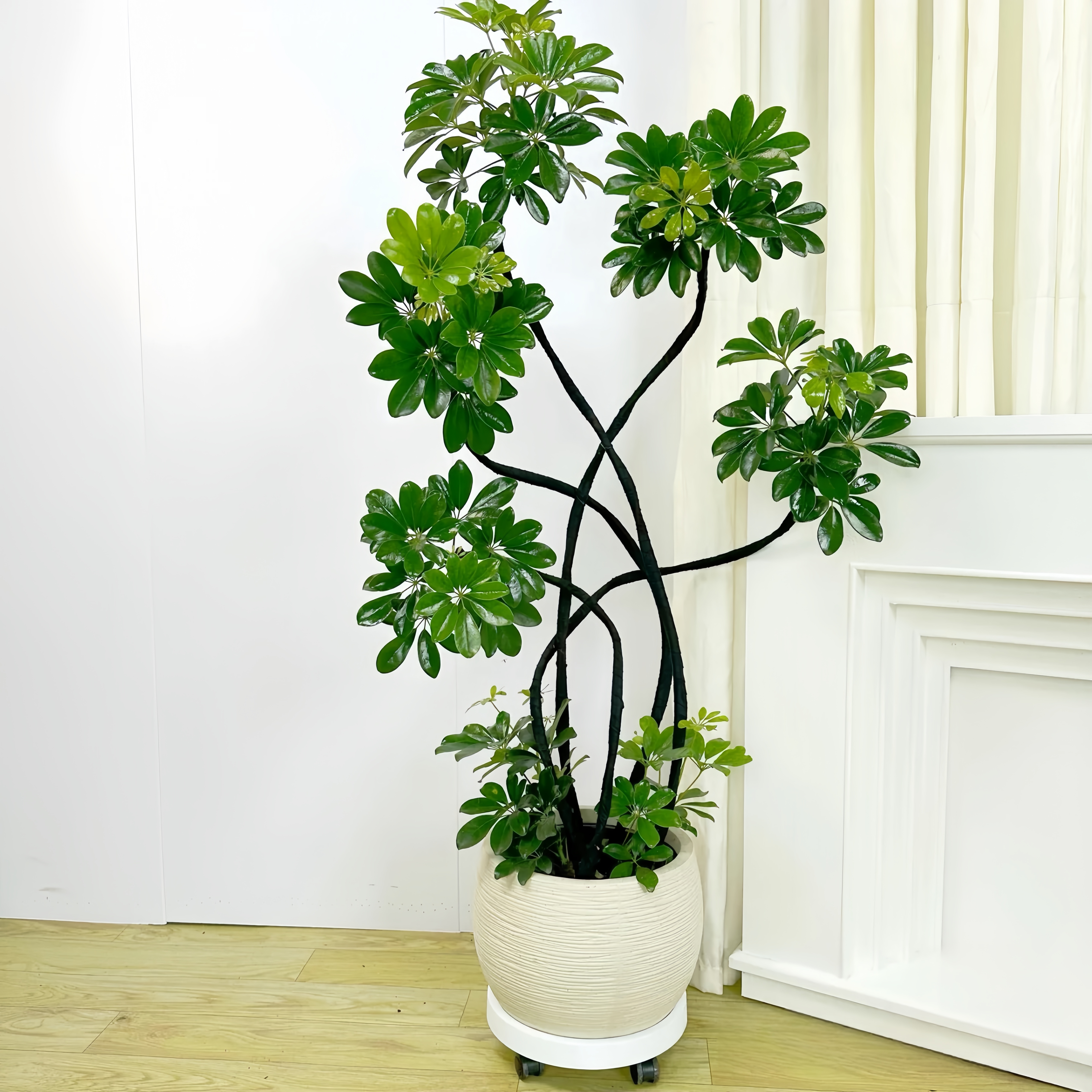 【鸭脚木】1鸭掌木办公室内造型植物客厅绿植大盆栽网红落地好养