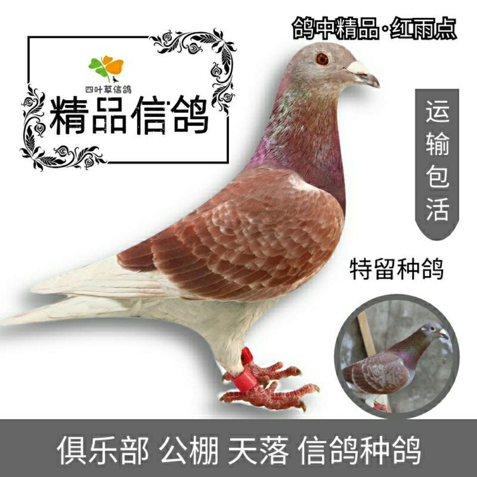 鸽子信鸽 雨点鸽子 瓦灰鸽子 杨阿腾信鸽 包邮