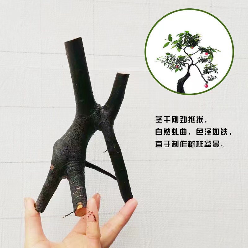 直播链接金弹子素材生桩熟桩园林园艺阳台植物四季常绿好养