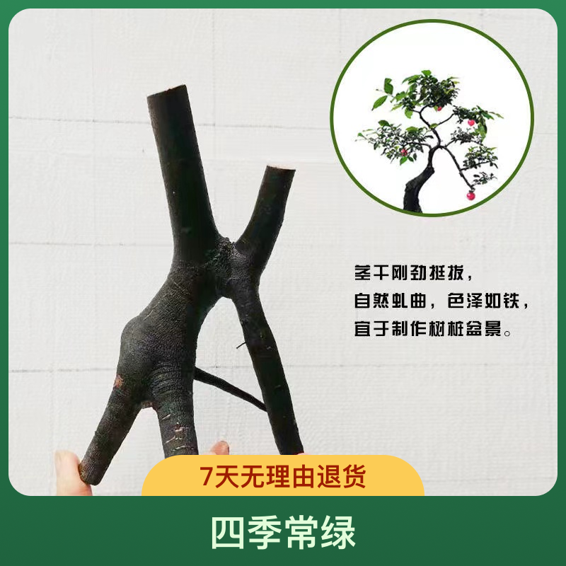 盆景素材绿植生桩熟桩园林园艺室内阳台植物四季金弹子直播间老桩