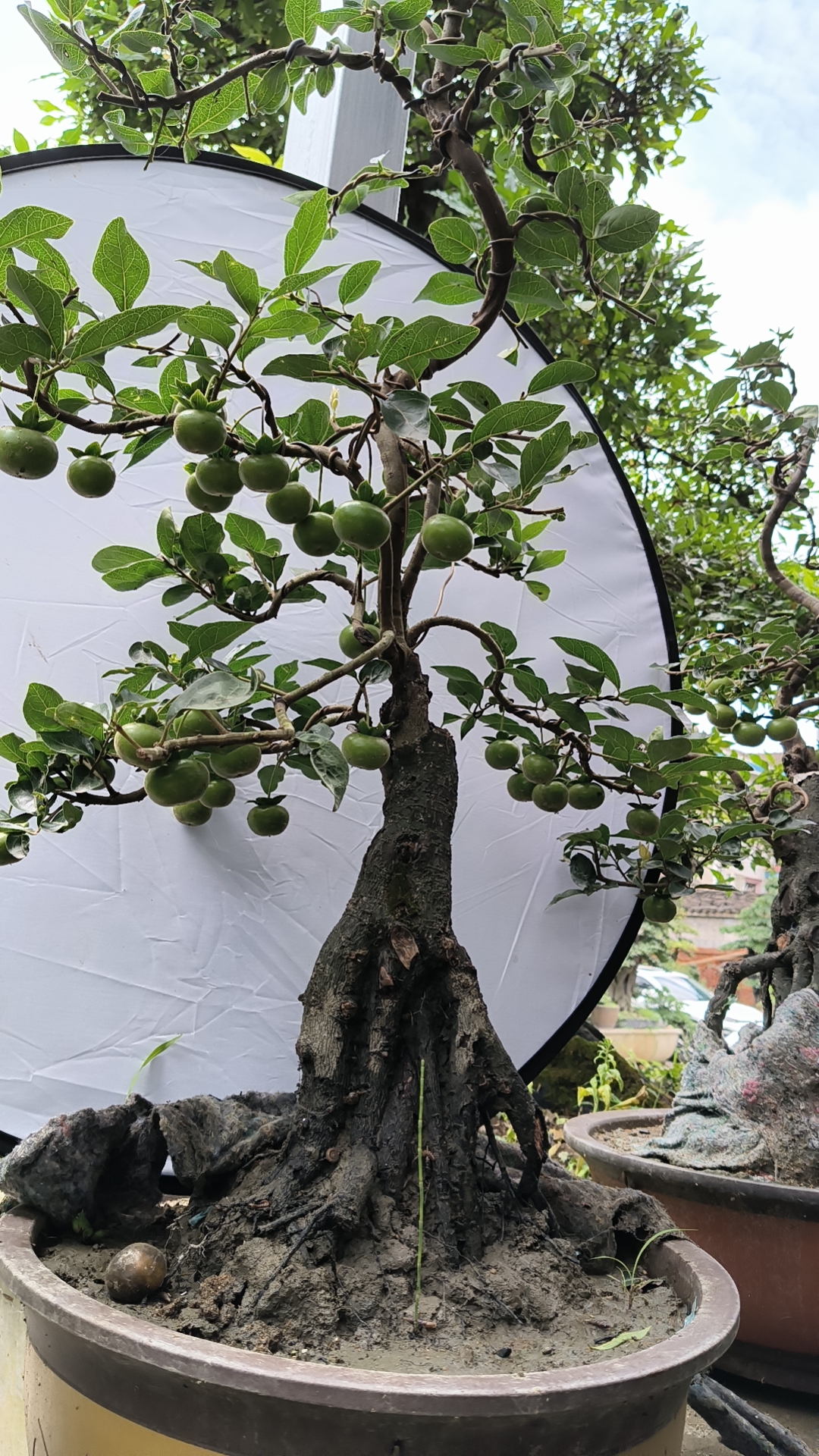 直播间各种大小盆景拍品付款处，不支持单付