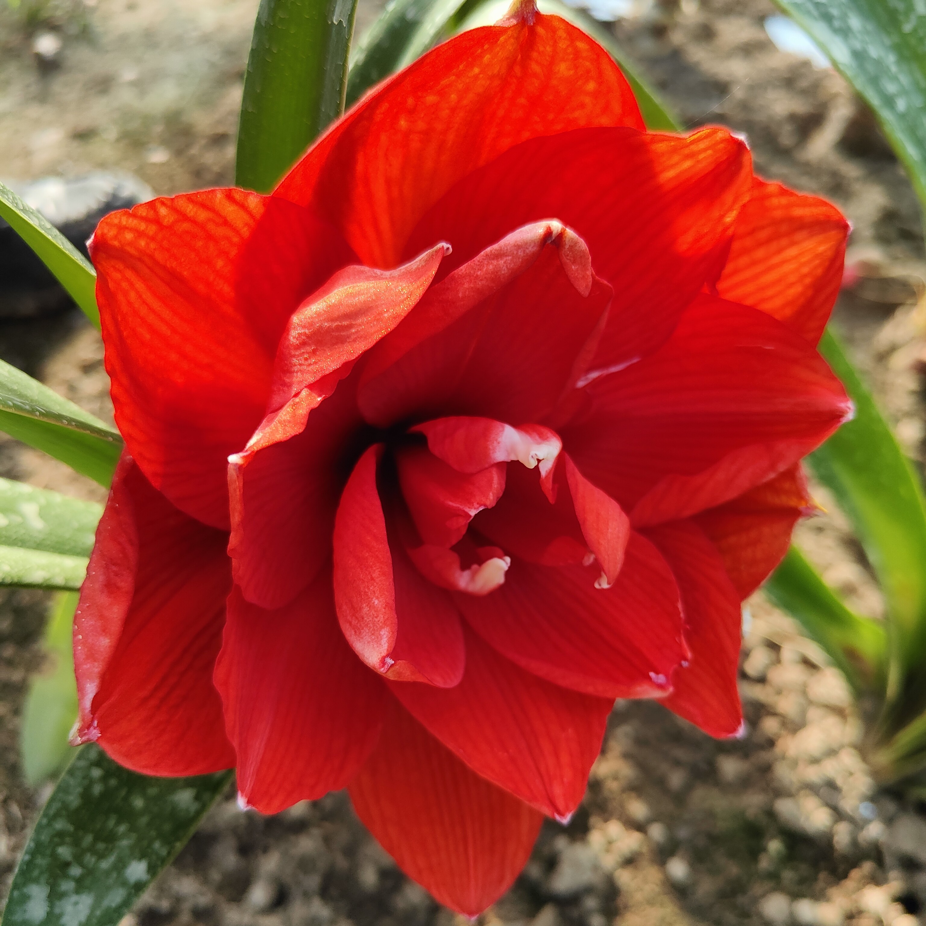 秘鲁朱「红魔法」重瓣朱顶红多年生花卉 种植小苗