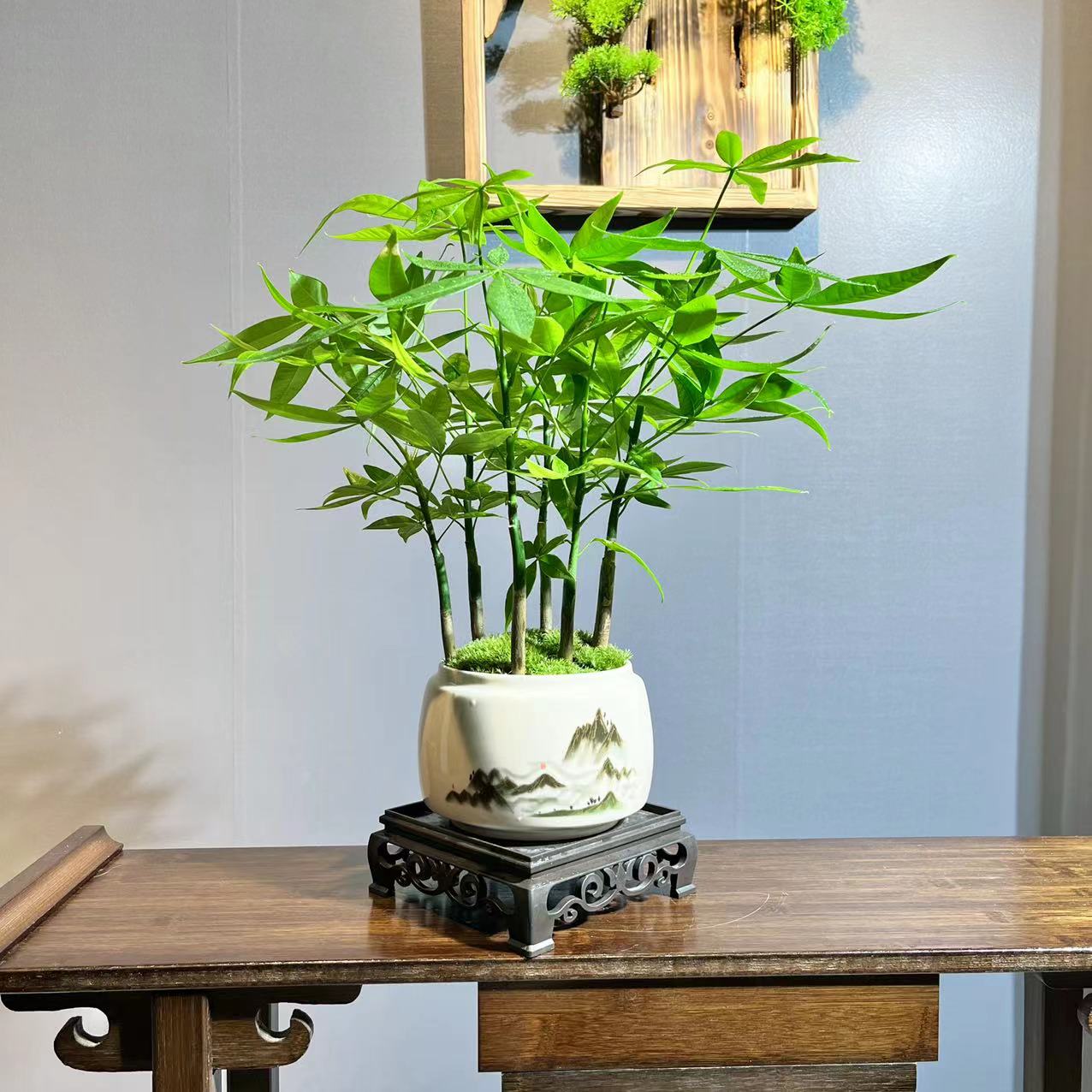 【新品丛林】发财树盆栽植物室内客厅绿植小盆景四季常青办公室盆栽