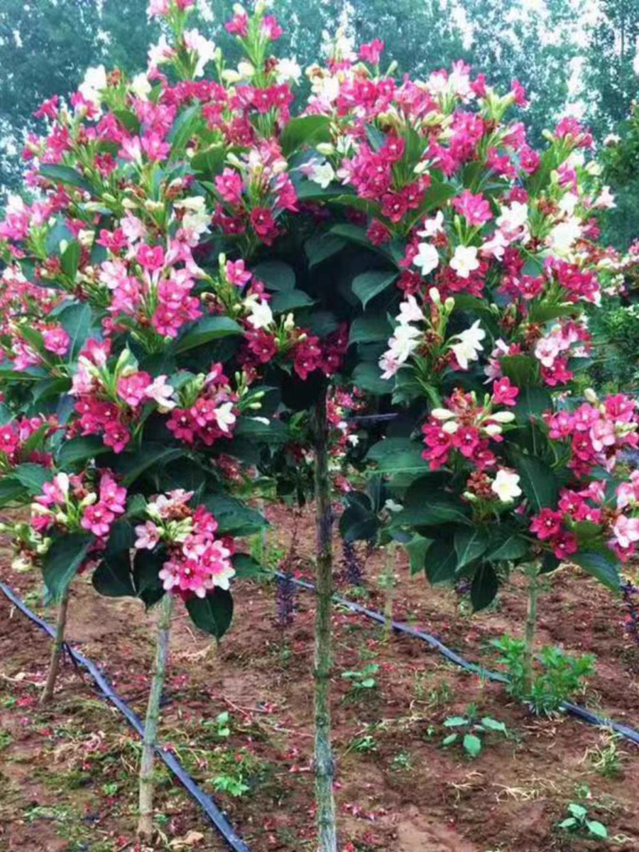 五彩锦带花树苗盆栽锦带小苗庭院大型耐寒风景树高杆五彩锦带树苗