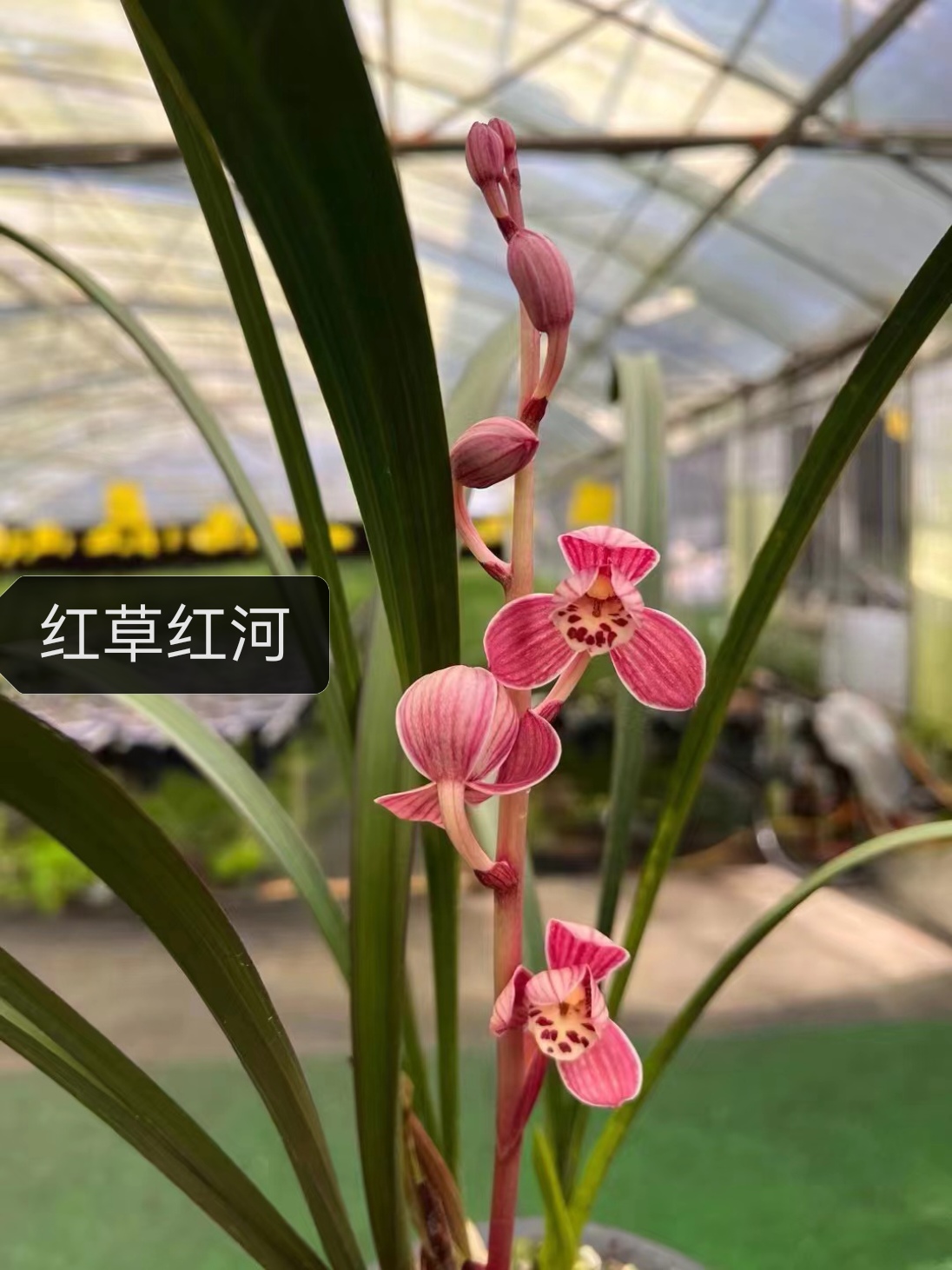 春兰墨兰蕙兰艺草虎斑中透变形草兰草东方东方墨蘭阮迪慧兰花盆栽