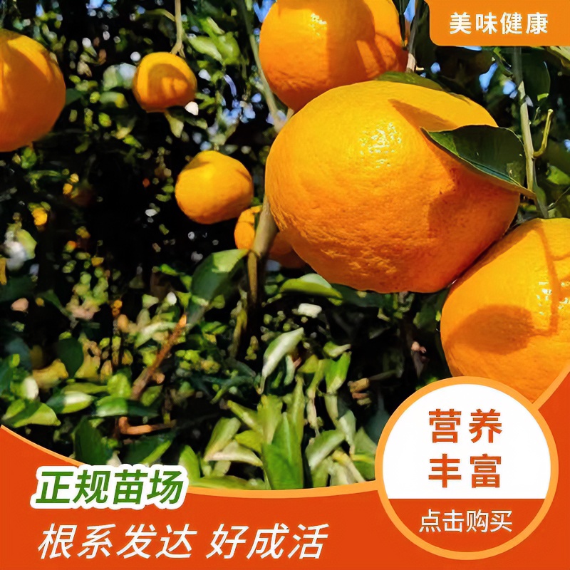 锦溪源【1年苗5颗福利款】春见耙耙柑树苗丑橘嫁接地栽苗木柑桔树苗