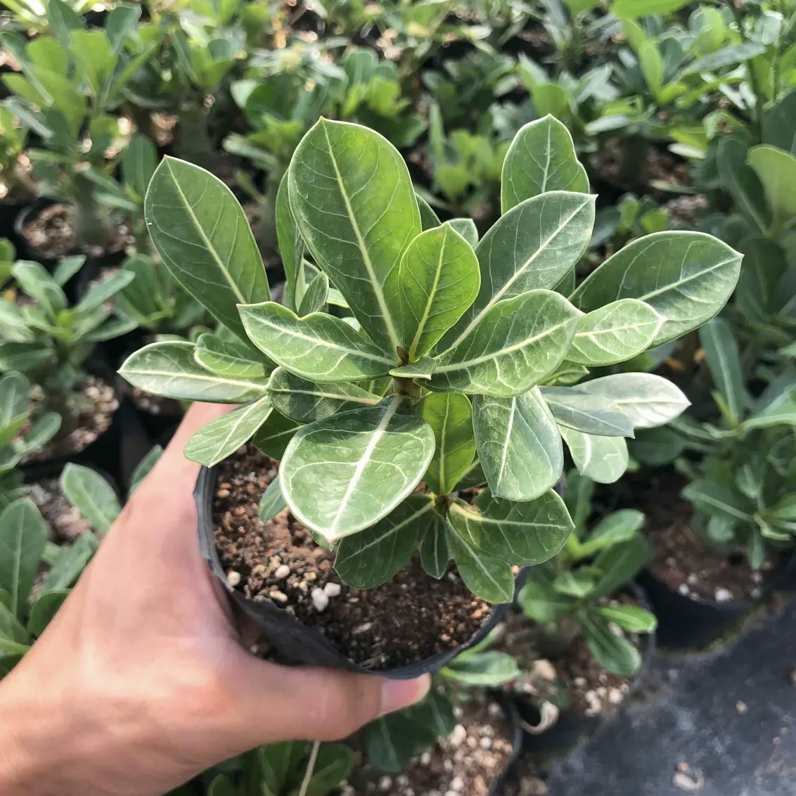 沙漠玫瑰基地小苗多年生开花夏季好养易活花色鲜艳